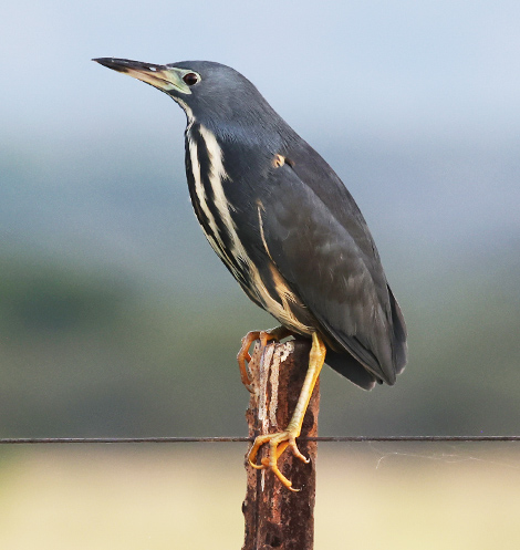 Dwarf Bittern